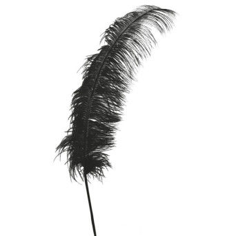 Pluma de Avestruz de 50 Centímetros de color Negro