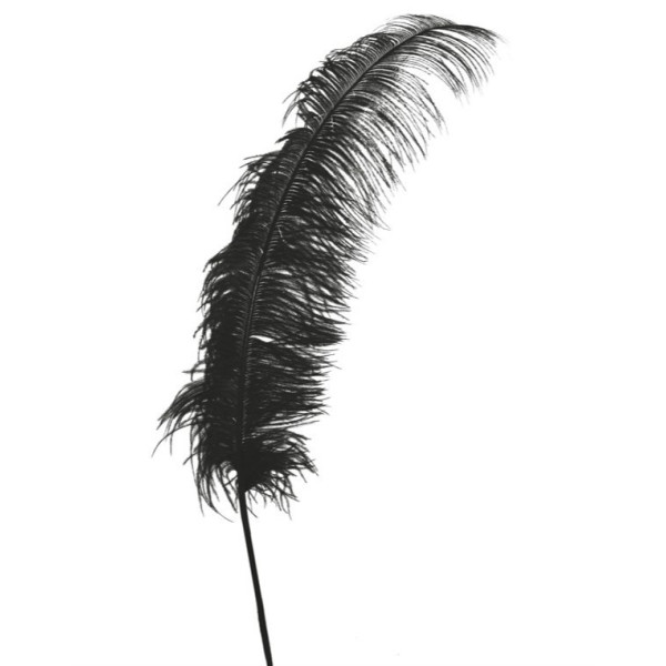 Pluma de Avestruz de 50 Centímetros de color Negro