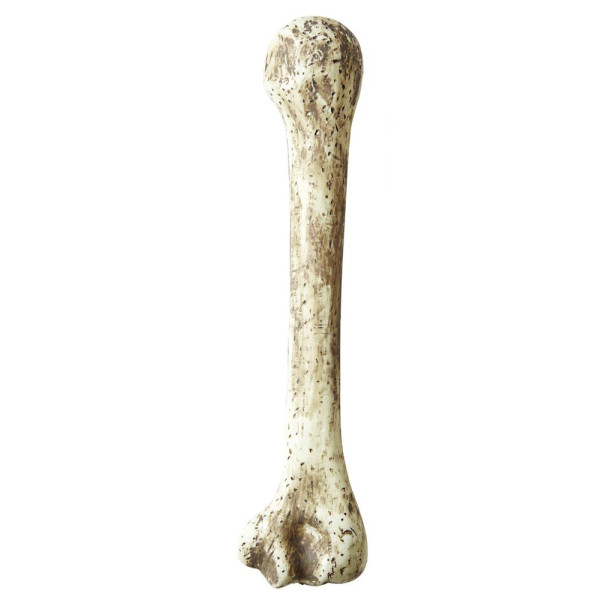 Hueso Prehistórico de 36 Centímetros