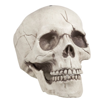 Calavera de 16 x 14 x 21 Centímetros