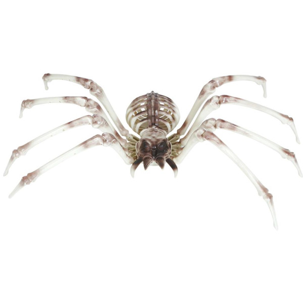 Esqueleto de Araña de 85 x 35 Centímetros