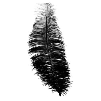 Pluma de Avestruz de 30 Centímetros de color Negro
