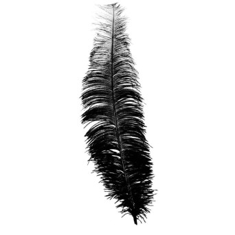Pluma de Avestruz de 40 Centímetros de color Negro